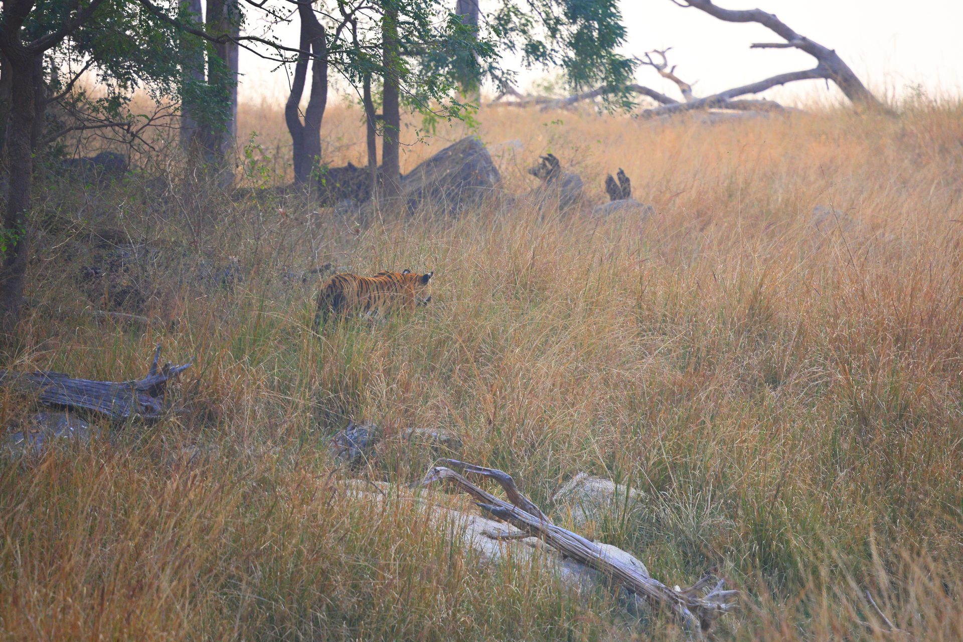 Pench Tiger Reserve