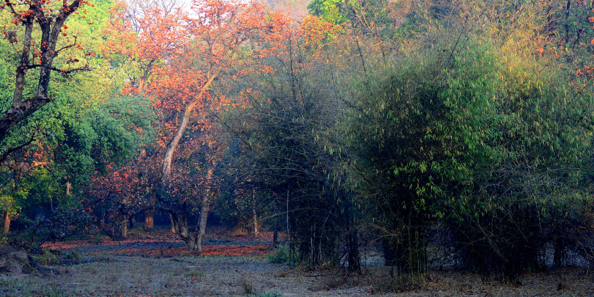 Club Mahindra Bandhavgarh