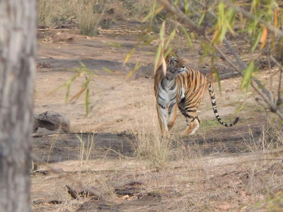Bandhavgarh Safari Zones — Which Zone Should You Book?